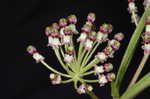 Longleaf milkweed